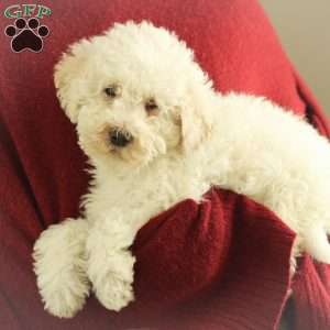 Shiloh ~ F1BB, Labradoodle Puppy