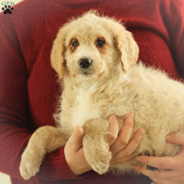 Samson~ F1BB, Labradoodle Puppy