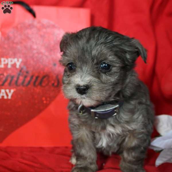 Rosa, Yorkie Poo Puppy