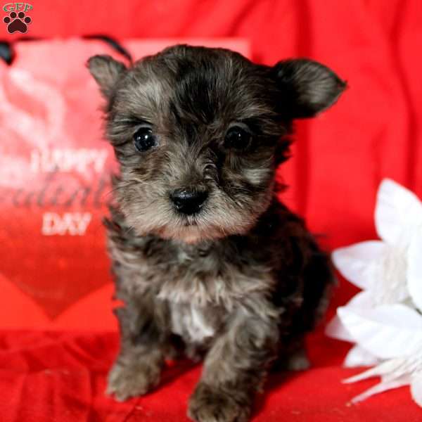 Ranae, Yorkie Poo Puppy