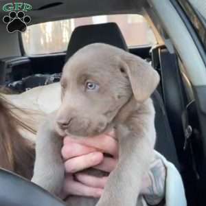 Gabby, Silver Labrador Retriever Puppy
