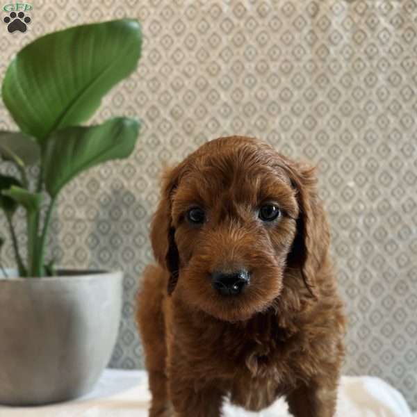 Cupid, Irish Doodle Puppy