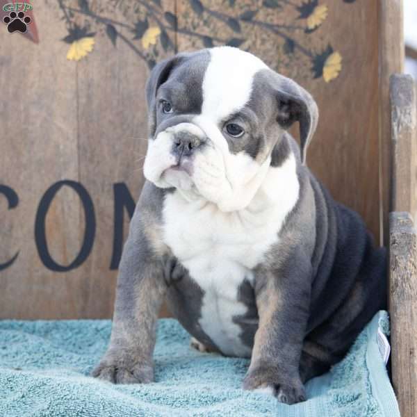 Marsha, English Bulldog Puppy