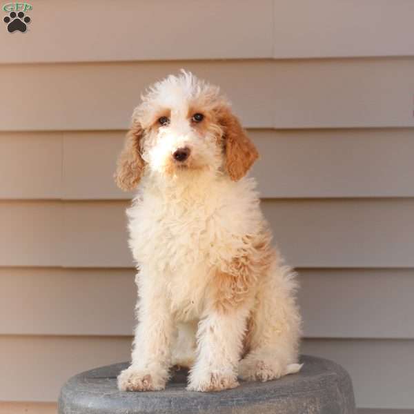 Sasha ~ F1BB, Labradoodle Puppy