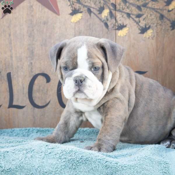 Mark, English Bulldog Puppy