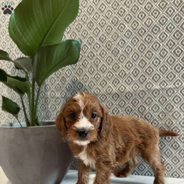 Juliet, Irish Doodle Puppy