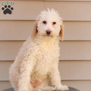 Shelly ~ F1BB, Labradoodle Puppy
