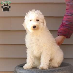 Shiloh ~ F1BB, Labradoodle Puppy
