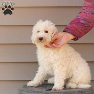 Shiloh ~ F1BB, Labradoodle Puppy