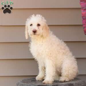 Summer ~ F1BB, Labradoodle Puppy