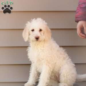 Summer ~ F1BB, Labradoodle Puppy