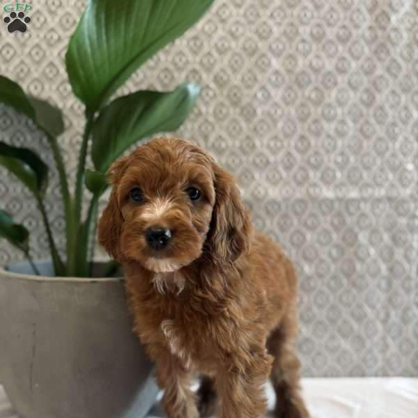 Rosie, Irish Doodle Puppy