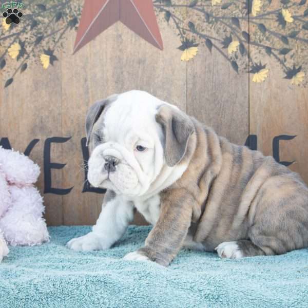 Milo, English Bulldog Puppy