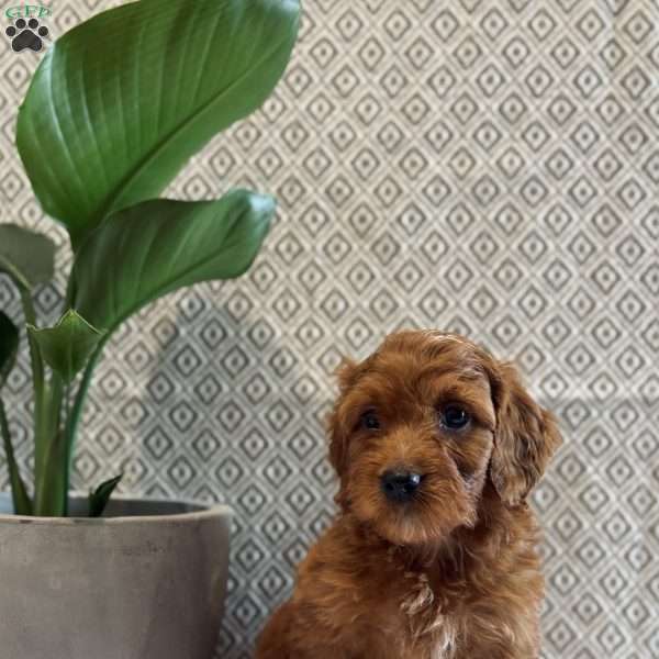 Candy, Irish Doodle Puppy