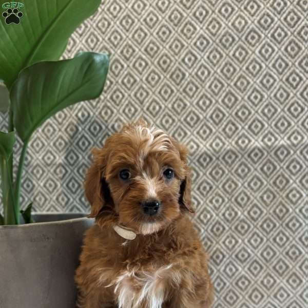 Angel, Irish Doodle Puppy