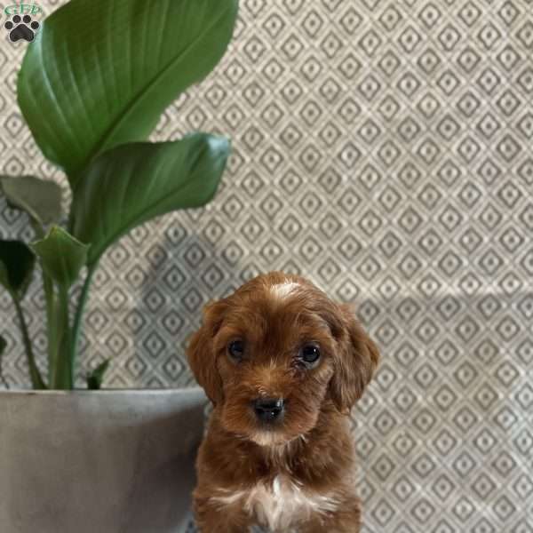 Sweetie, Irish Doodle Puppy