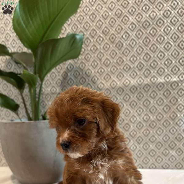 Paris, Irish Doodle Puppy