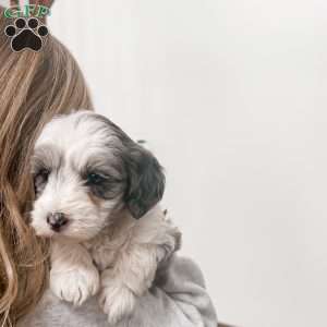 Skie, Mini Sheepadoodle Puppy