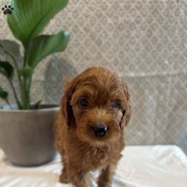 Cherry, Irish Doodle Puppy