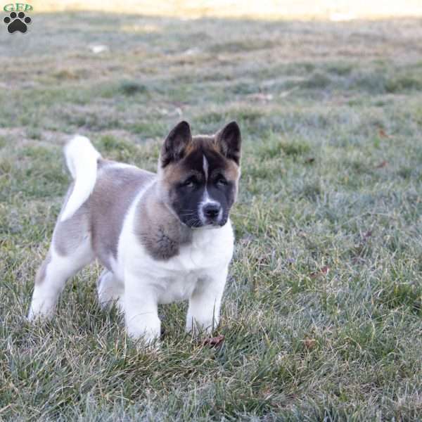 Trek, Akita Puppy