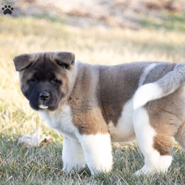 Tessa, Akita Puppy