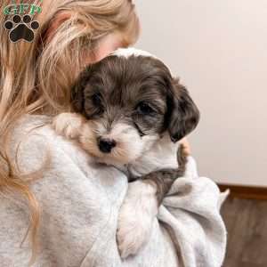 Cash, Mini Sheepadoodle Puppy
