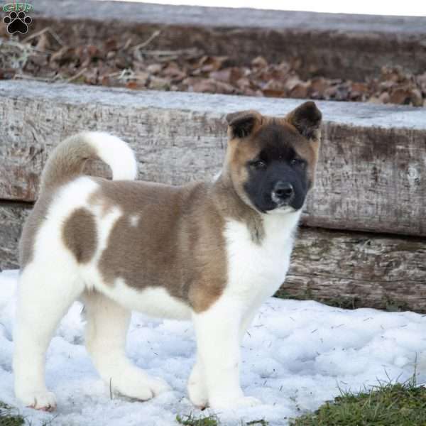 Tonya, Akita Puppy