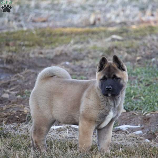 Tanner, Akita Puppy