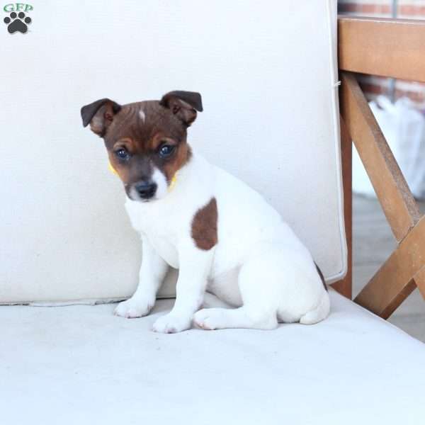 Moose, Jack Russell Terrier Puppy