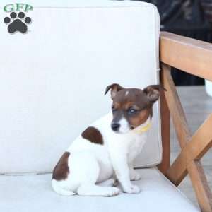 Moose, Jack Russell Terrier Puppy