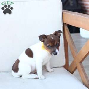 Moose, Jack Russell Terrier Puppy