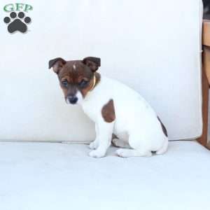 Moose, Jack Russell Terrier Puppy