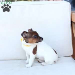 Moose, Jack Russell Terrier Puppy