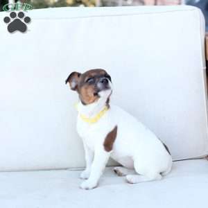 Moose, Jack Russell Terrier Puppy