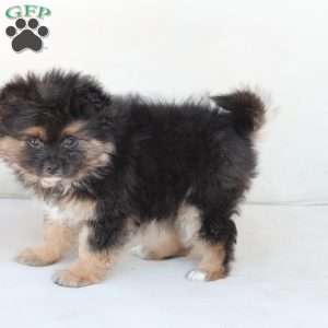 Sophie, Pomeranian Puppy