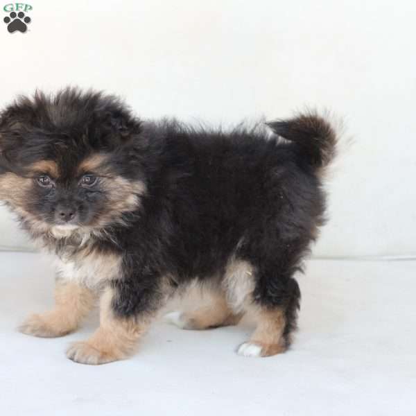 Sophie, Pomeranian Puppy