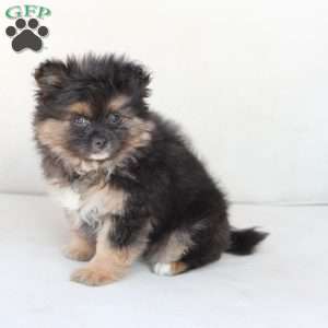 Sophie, Pomeranian Puppy