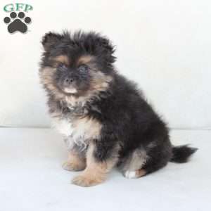 Sophie, Pomeranian Puppy