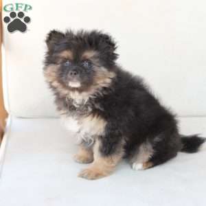 Sophie, Pomeranian Puppy