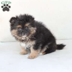 Sophie, Pomeranian Puppy