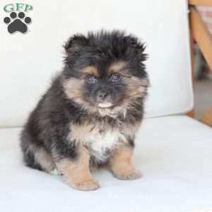 Sophie, Pomeranian Puppy