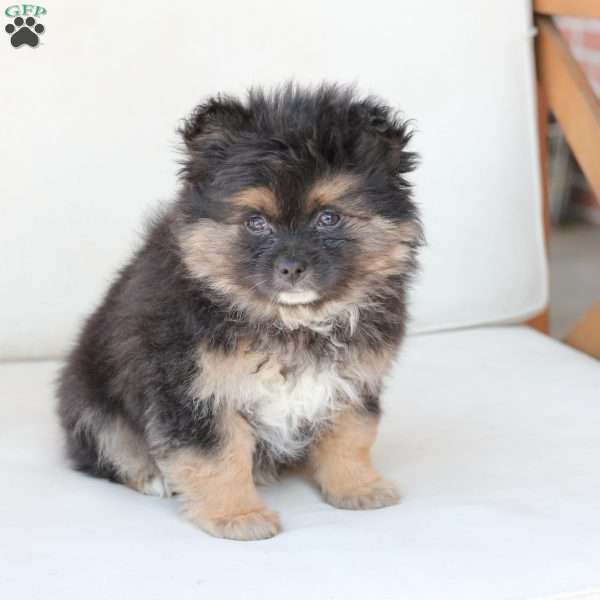 Sophie, Pomeranian Puppy
