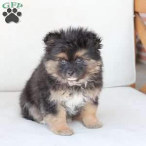 Sophie, Pomeranian Puppy