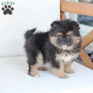 Sophie, Pomeranian Puppy