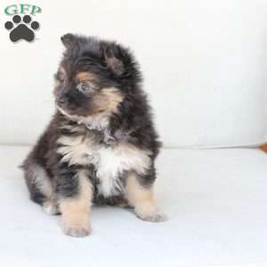 Ellie, Pomeranian Puppy