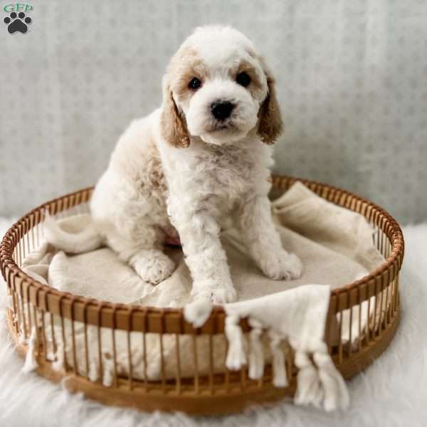 Rye, Cavapoo Puppy