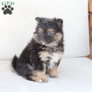 Ellie, Pomeranian Puppy