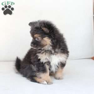 Ellie, Pomeranian Puppy