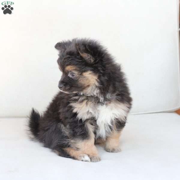 Ellie, Pomeranian Puppy