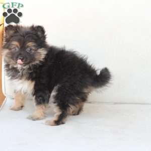 Ellie, Pomeranian Puppy